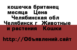 кошечка британец 1.5 месяца › Цена ­ 2 100 - Челябинская обл., Челябинск г. Животные и растения » Кошки   